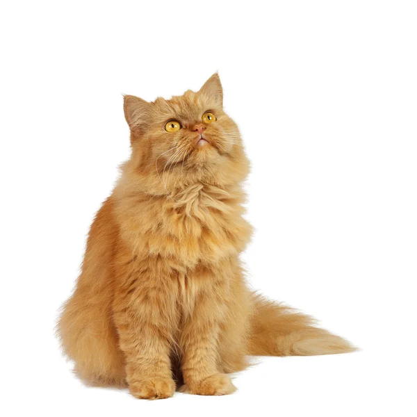 Beyaz arka planda kırmızı kedi