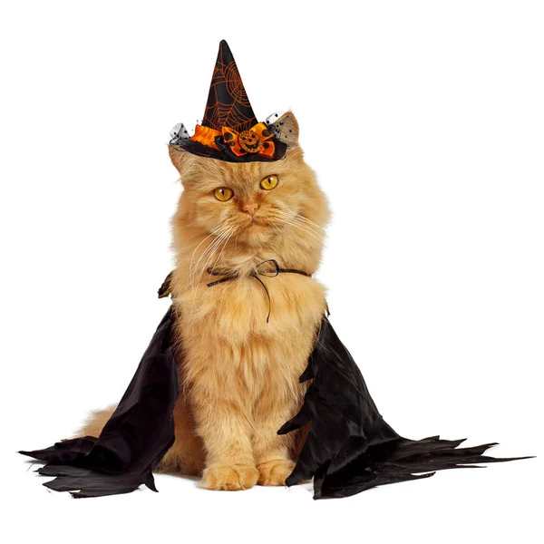 Röd katt på Halloween — Stockfoto