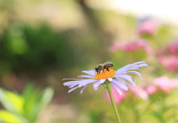 Abeja en una flor —  Fotos de Stock