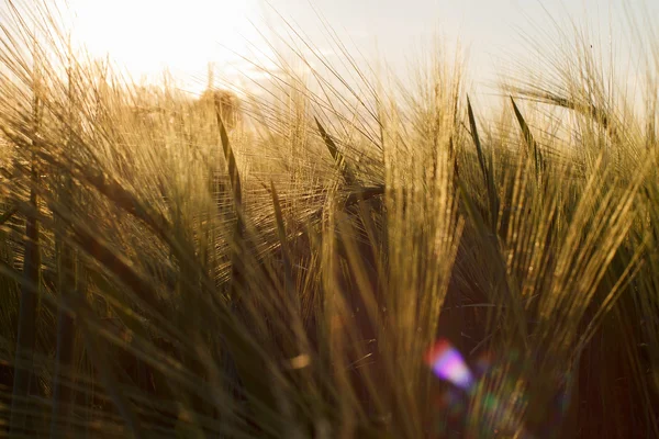Sahada gün batımı