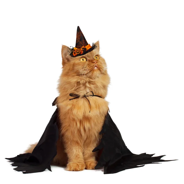 kedi Halloween