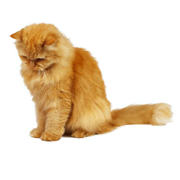 Ginger kot patrząc w dół — Zdjęcie stockowe