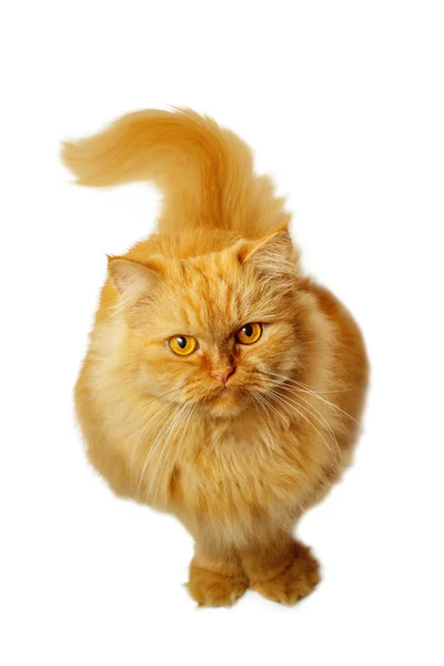  ararken beyaz zemin üzerine kırmızı kedi