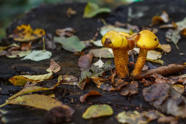 3 노란 버섯 — 스톡 사진