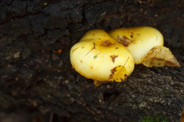 Twee gele paddestoelen — Stockfoto