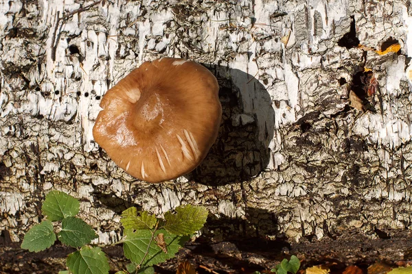 버섯은 자작나무의 줄기에 — 스톡 사진