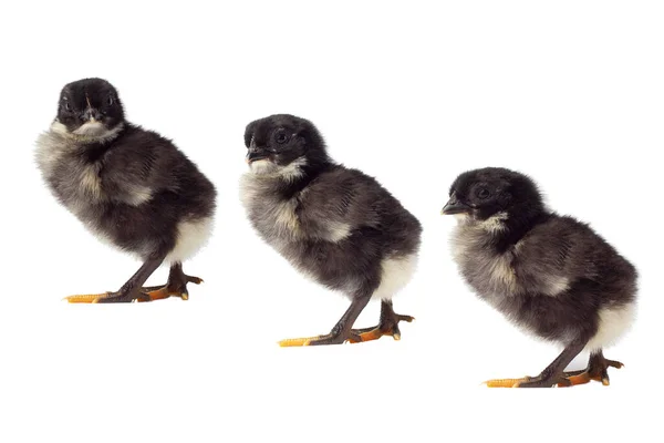 Petit poulet isolé sur fond blanc . — Photo