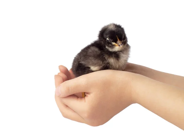 Beyaz arka planda izole edilmiş küçük tavuk.