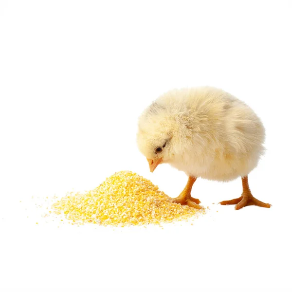 Μικρό κίτρινο κοτόπουλο απομονωμένο σε λευκό φόντο. — Φωτογραφία Αρχείου