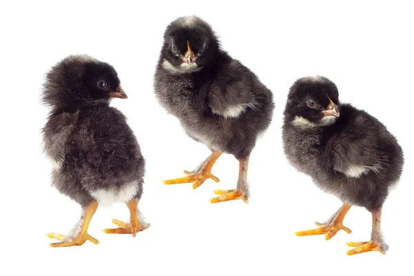 Beyaz arka planda izole edilmiş küçük tavuk.