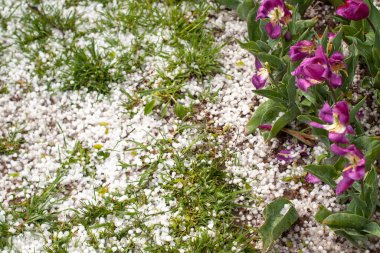 Şiddetli hava. Laleleri selamlayın