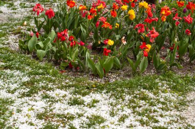 Şiddetli hava. Laleleri selamlayın
