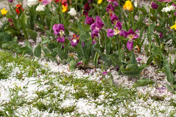 Şiddetli hava. Laleleri selamlayın