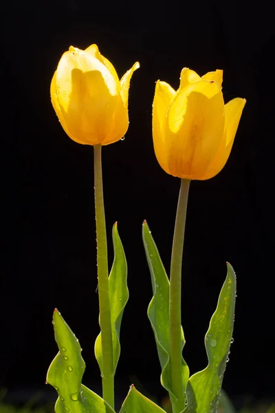 Тюльпаны на черном фоне — стоковое фото