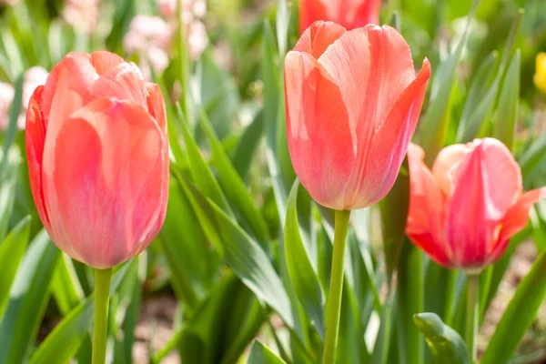 Tulpe Blume mit grünem Blatt Hintergrund — Stockfoto