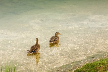 Ördekler gölde Misurina Dolomit Alpleri'nde Veneto bölgesinde, İtalya.