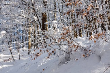 Neuschwanstein Şatosu, Bavari için yol boyunca kış orman