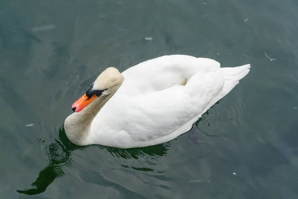 Cisne blanco en el lago See at Zell am See, Austria . —  Fotos de Stock