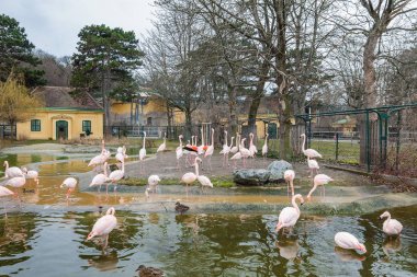 Flamingoların bir Hayvanat Bahçesi, Viyana, Avusturya.