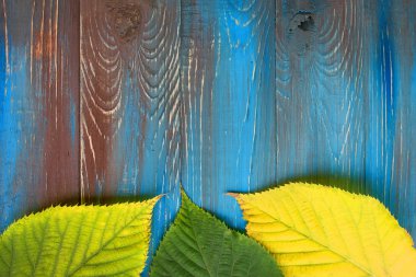 Mavi ve kahverengi ahşap arka plan üzerinde renkli sonbahar yaprakları