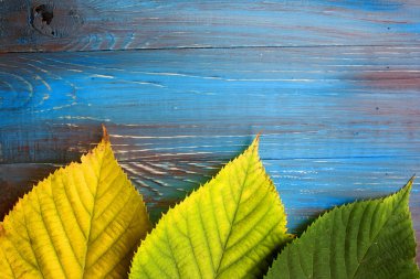 Mavi ve kahverengi ahşap arka plan üzerinde renkli sonbahar yaprakları