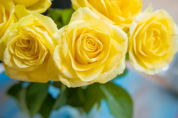 Žluté růže s vodou kapky na něm na modrém pozadí — Stock fotografie