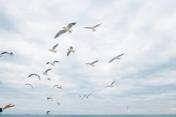 Hand fütternde Möwen fliegen in den wolkenverhangenen Herbsthimmel — Stockfoto