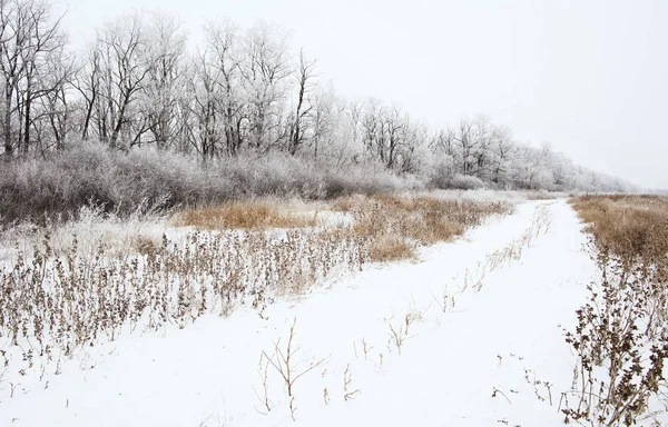 Paysage hivernal de champ neigeux — Photo