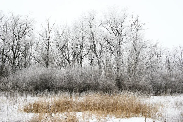 Paysage hivernal de champ neigeux — Photo