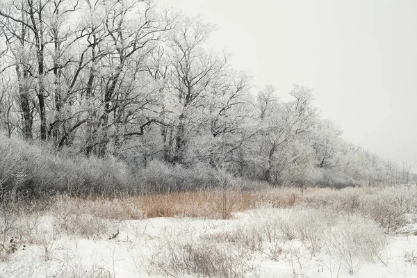 Paysage hivernal de champ neigeux — Photo