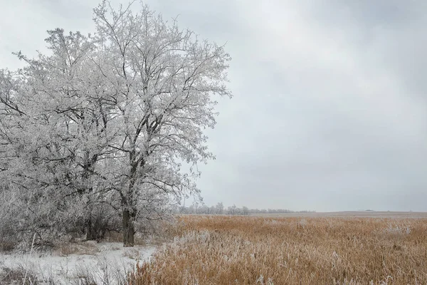 Pemandangan musim dingin lapangan bersalju — Stok Foto