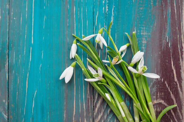 White snowdrops on blue and brown wooden background — Stock Photo, Image