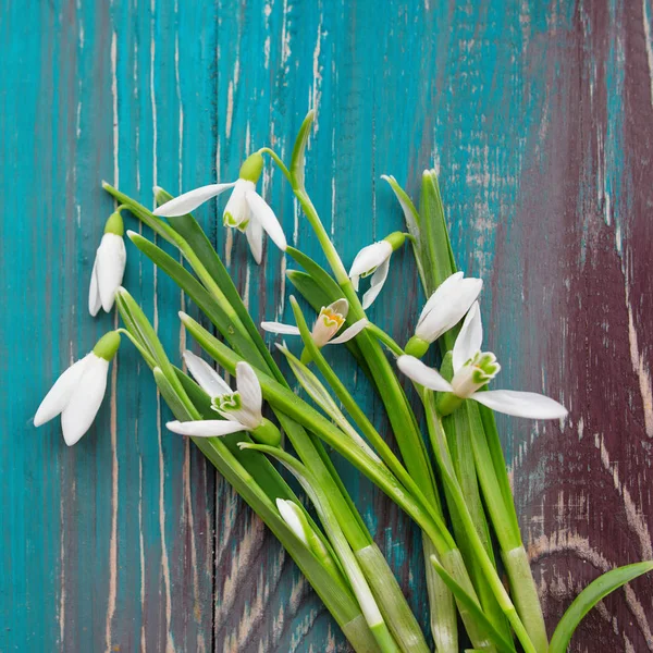 White snowdrops on blue and brown wooden background — Stock Photo, Image