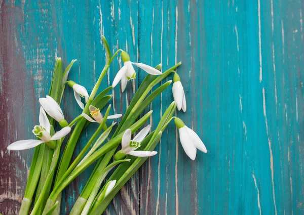 White snowdrops on blue and brown wooden background — Stock Photo, Image