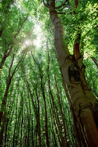 Rayos de sol a través de los árboles en el bosque en el día soleado —  Fotos de Stock