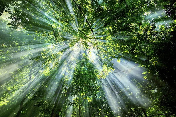 Sun rays through the trees in the forest in sunny day Stock Picture