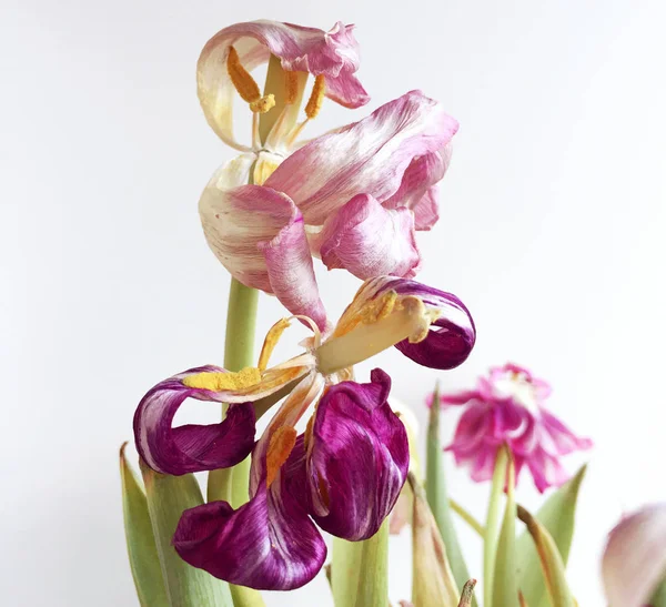Růžová a purpur vybledlé tulipány na světlé pozadí — Stock fotografie