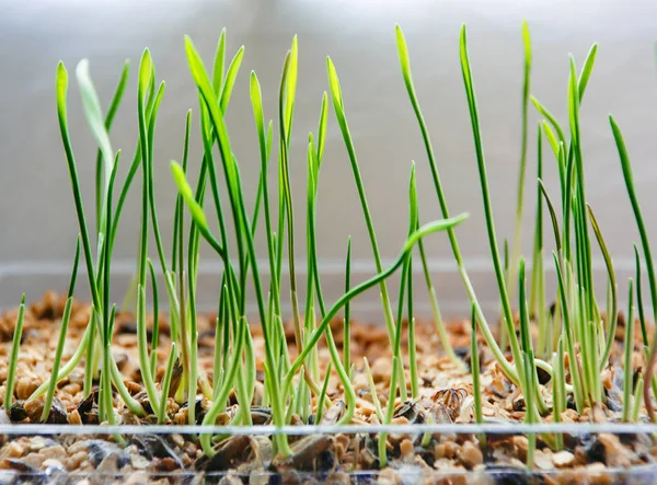 Joven nuevo germen de trigo verde en primavera — Foto de Stock