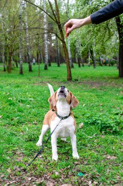 Komik beagle yeşil çim zemin üzerine açık portresi