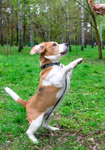 Funny portrait of the beagle outdoor on green grass background — Stock Photo, Image