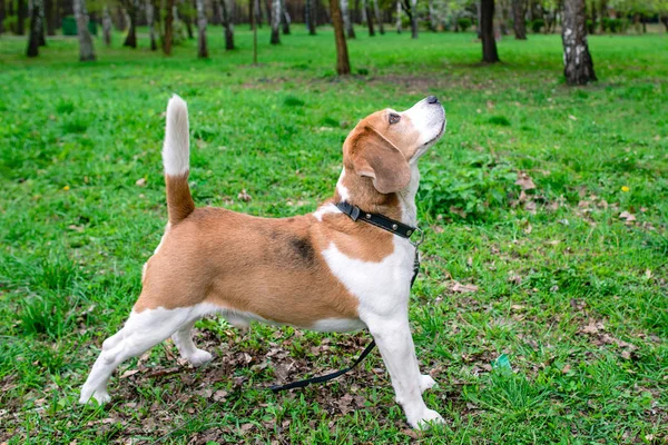 Retrato engraçado do beagle ao ar livre no fundo grama verde — Fotografia de Stock