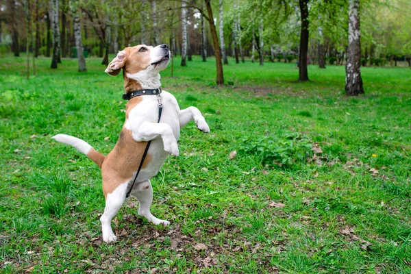 Retrato engraçado do beagle ao ar livre no fundo grama verde — Fotografia de Stock