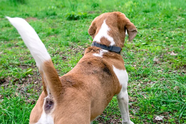 Divertente ritratto del beagle all'aperto su sfondo verde erba — Foto Stock