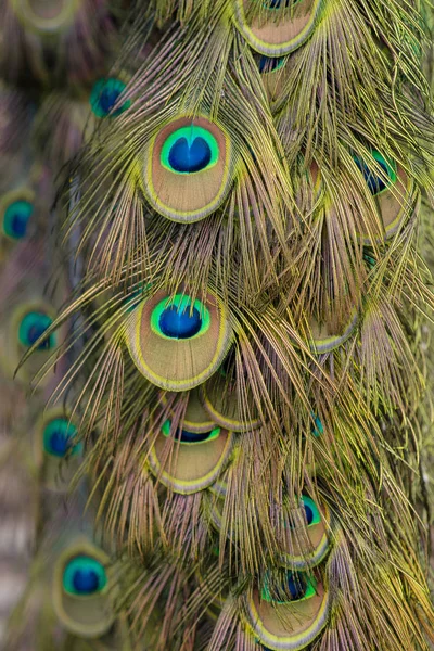 Elegant blue and green peacock tale background