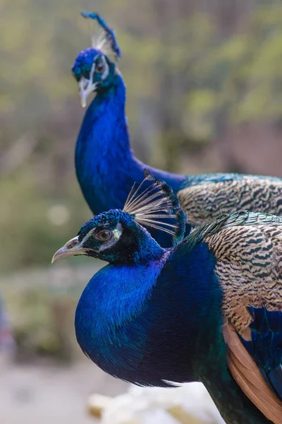 Elegantes pássaros azuis e verdes pavão no fundo da natureza — Fotografia de Stock