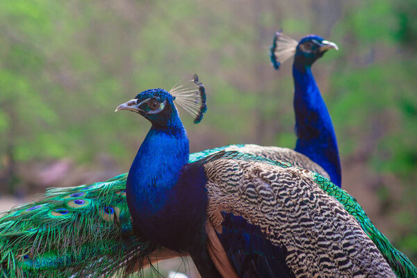 Elegant blue and green birds peacock on the nature background