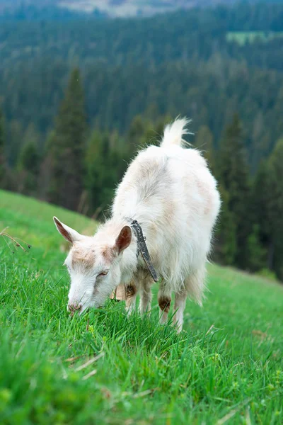 Mooie schattige witte jas groen gras eten in de bergen — Stockfoto