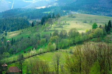 Dağlarda çam ormanı ve yeşil Vadisi'nin büyük peyzaj