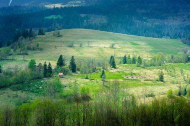Dağlarda çam ormanı ve yeşil Vadisi'nin büyük peyzaj