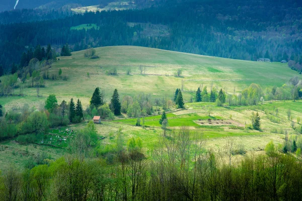 Dağlarda çam ormanı ve yeşil Vadisi'nin büyük peyzaj